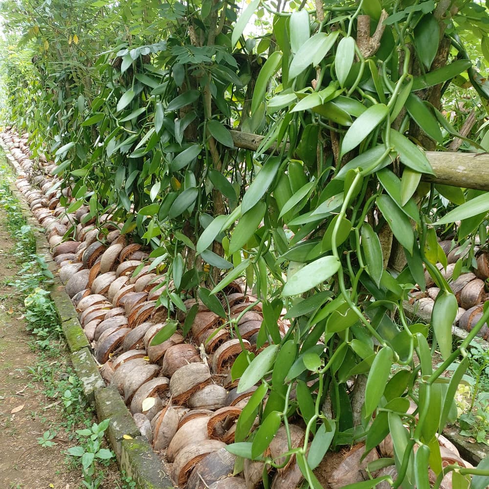 5kg-per-plant
