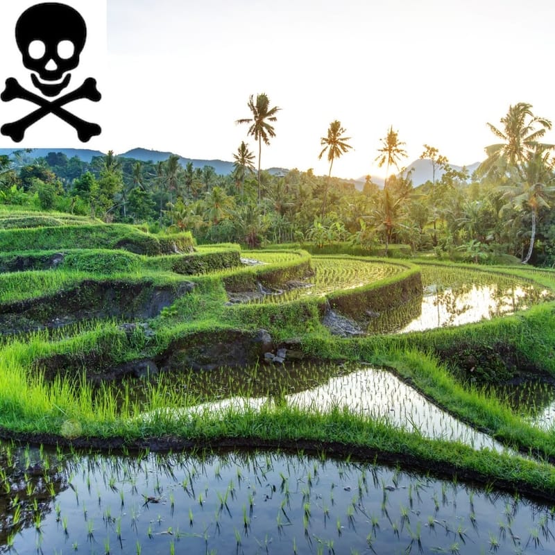 The Beautiful Rice fields of Bali – a hidden trap