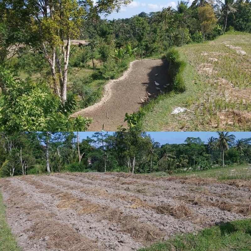 latest plantation