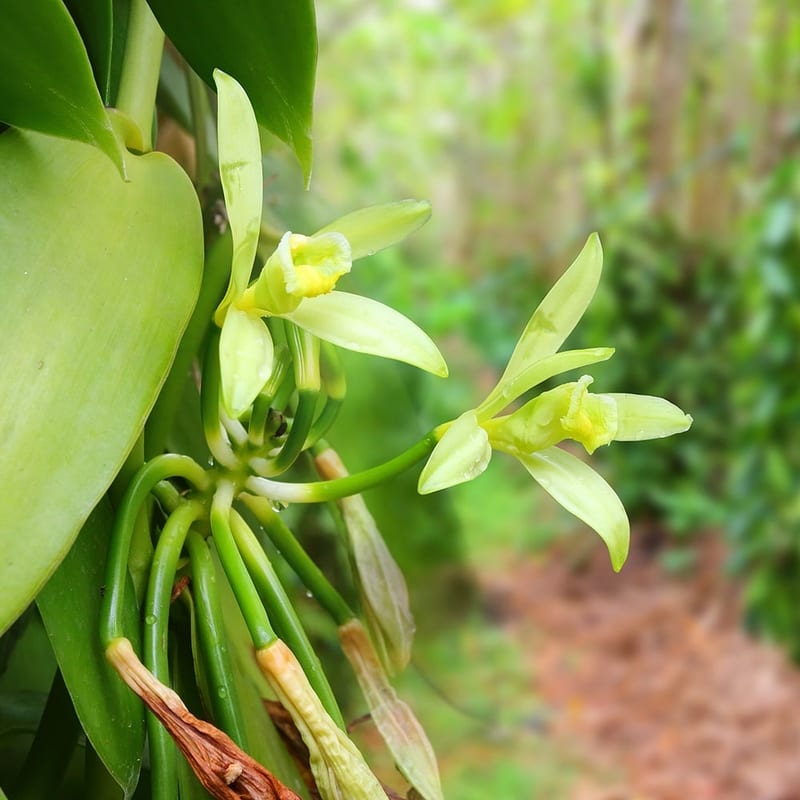 vanilla-plantation