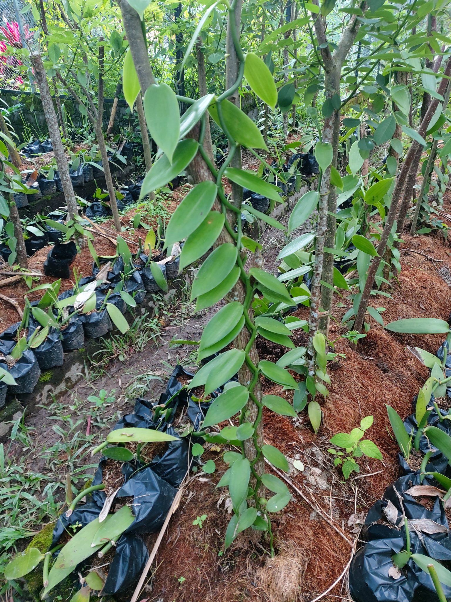 Garden 10b