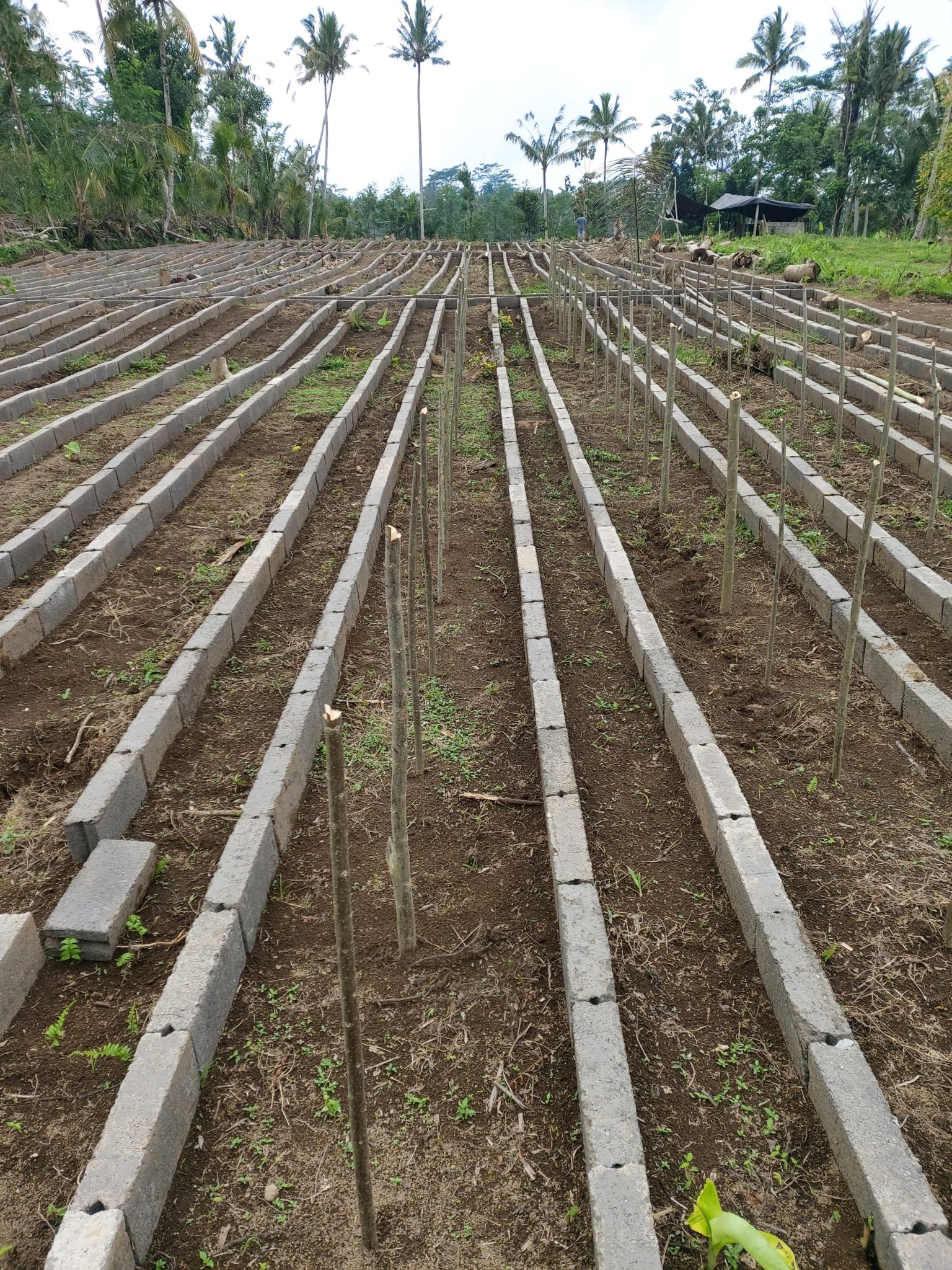 Garden 17b