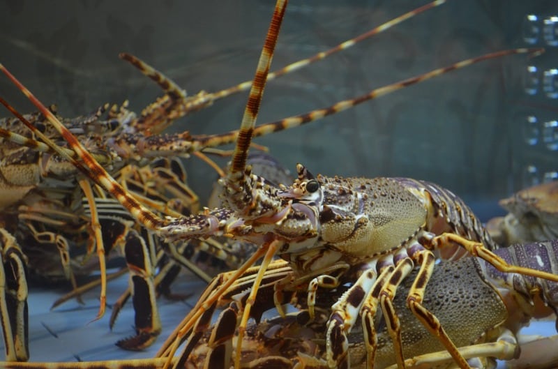 lobster-1802731_960_720
