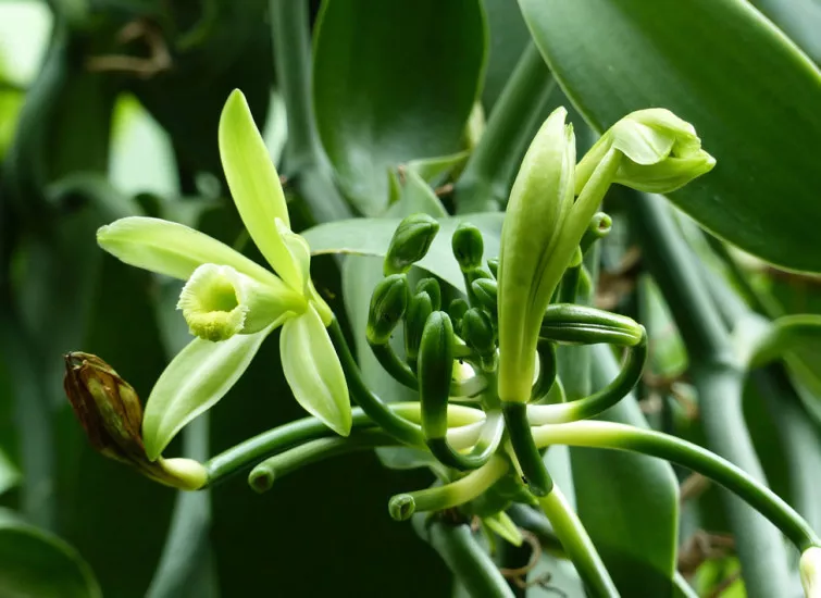 Vanilla flower