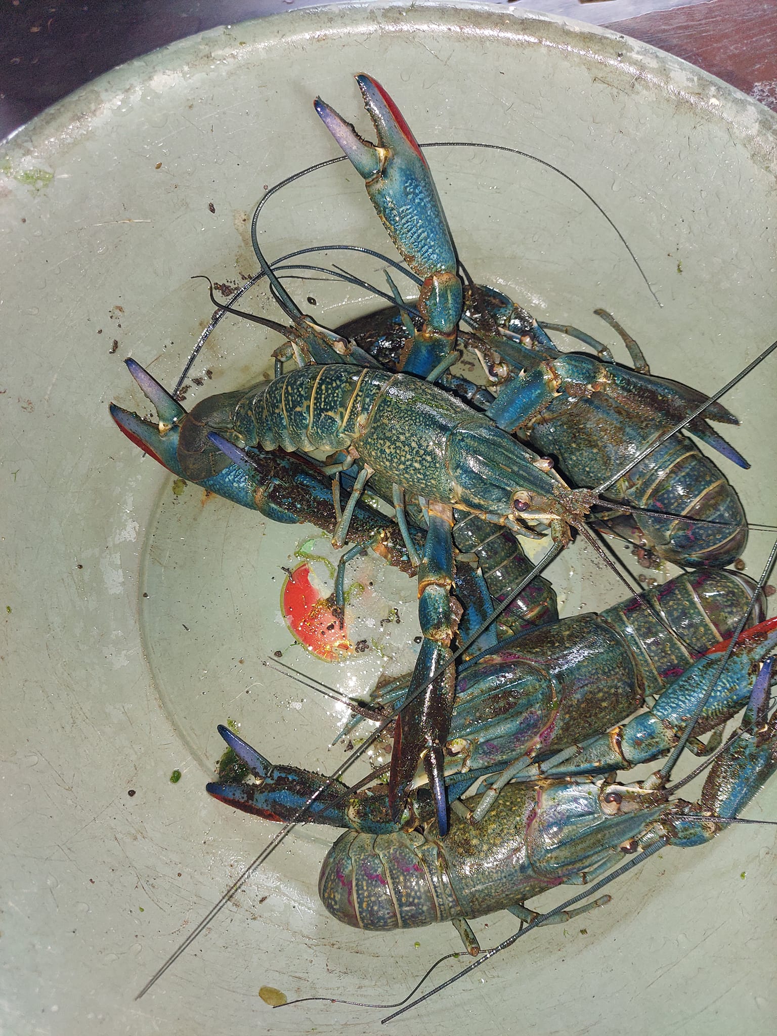 lobster