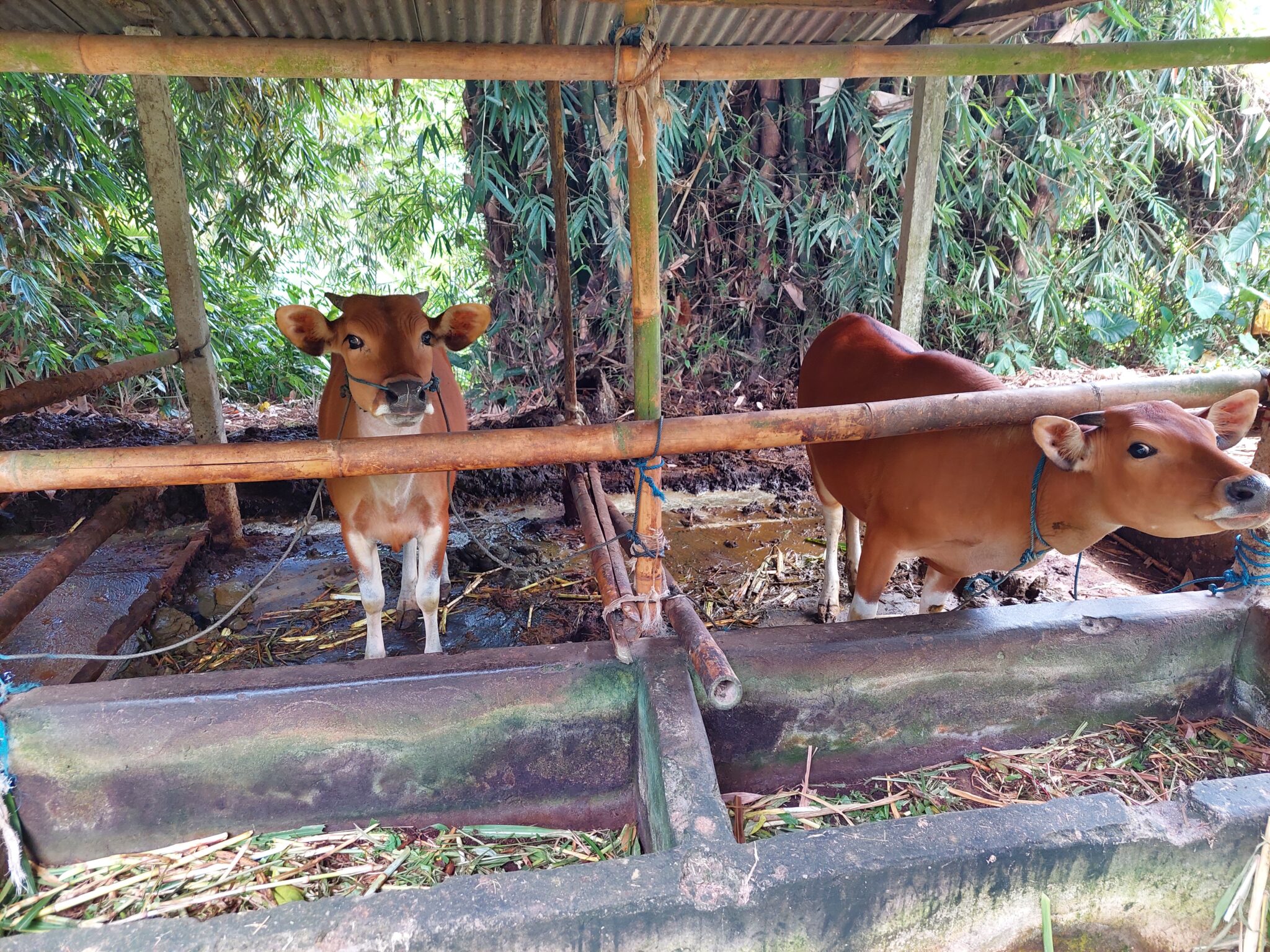 Cows A