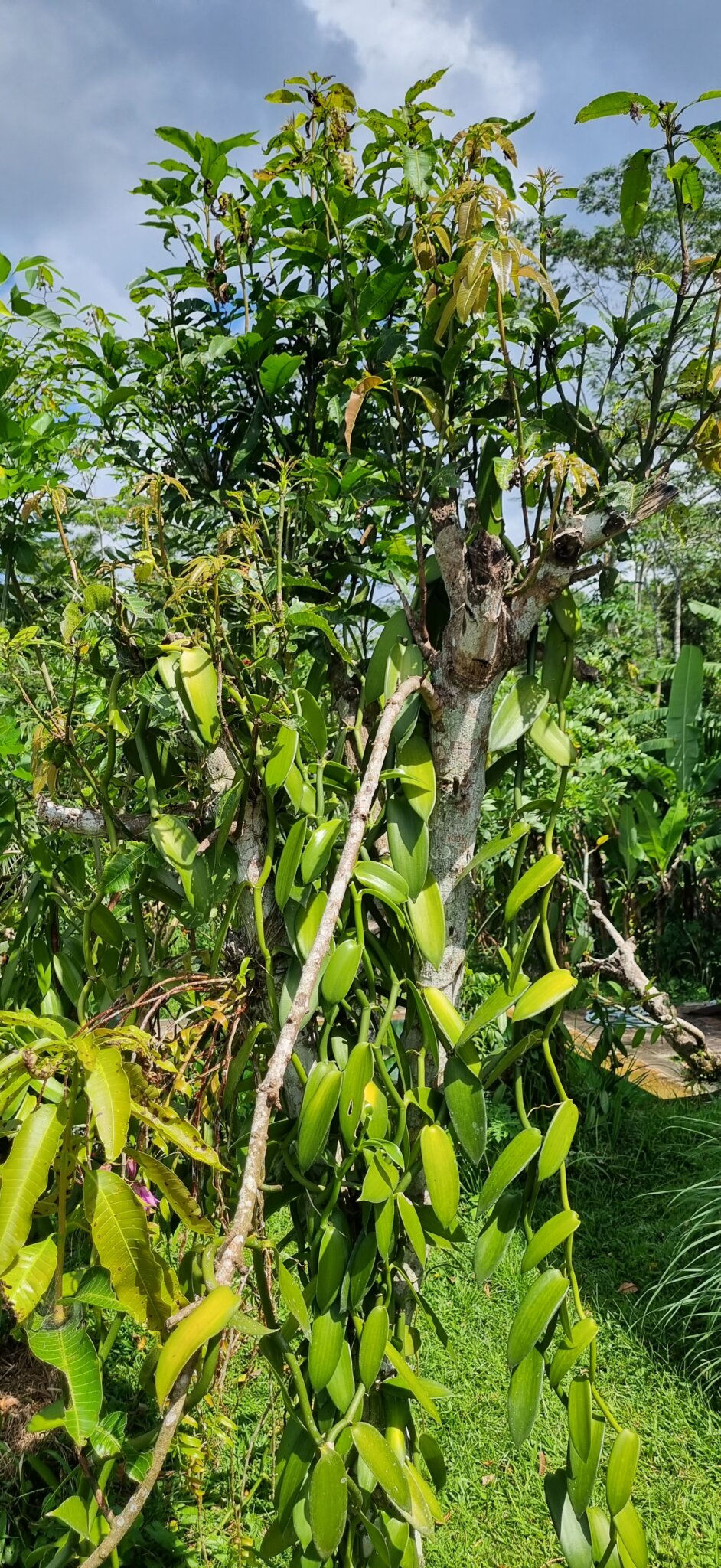 Pollarded Mango tree. Vanilla thick but pruned by cockatoo