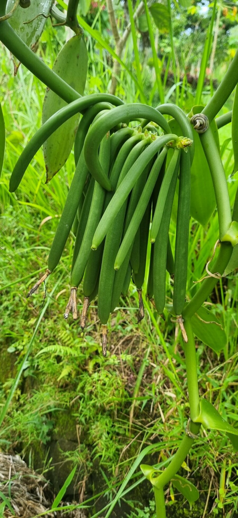 October 2023 Report – Royal Spice Garden Indonesia