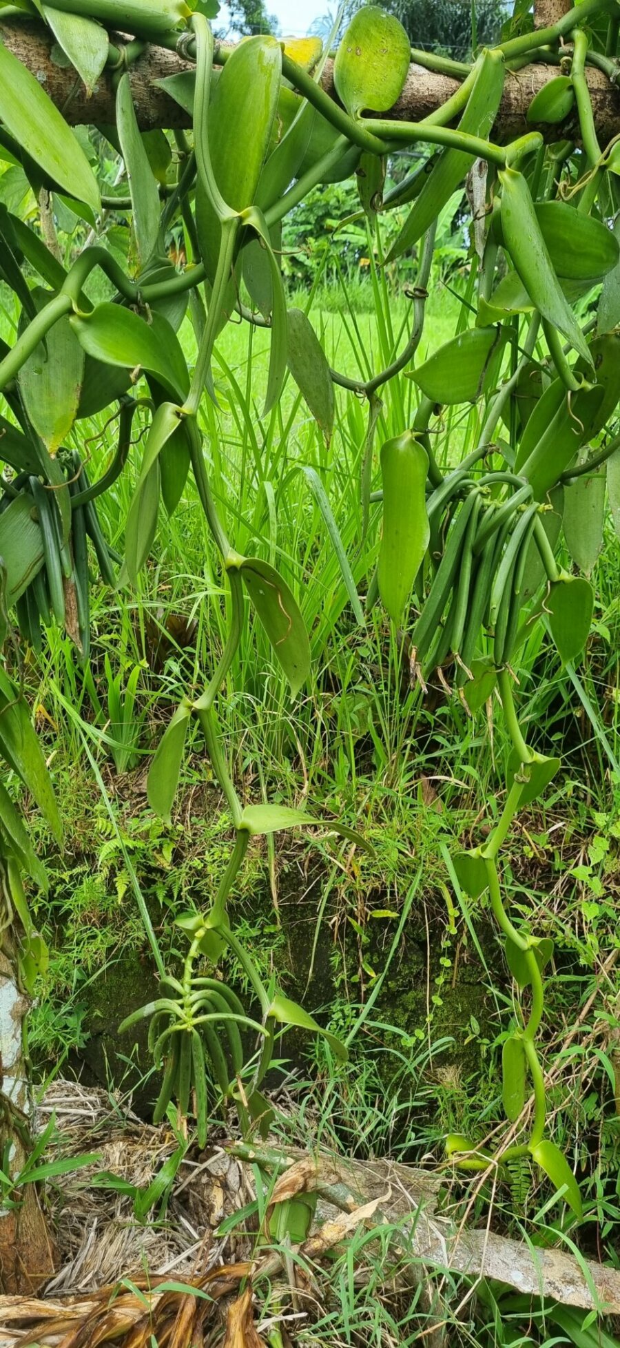 April 2023 Report - Royal Spice Garden Indonesia